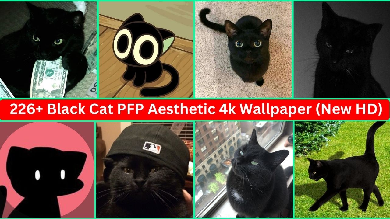 226+ Black Cat Pfp Aesthetic 4k Wallpaper (new Hd )