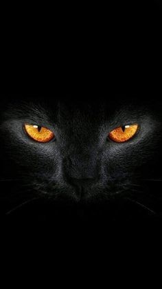 Download Black Cat Pfp Pinterest