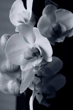 Aesthetic Black And White Flower Background