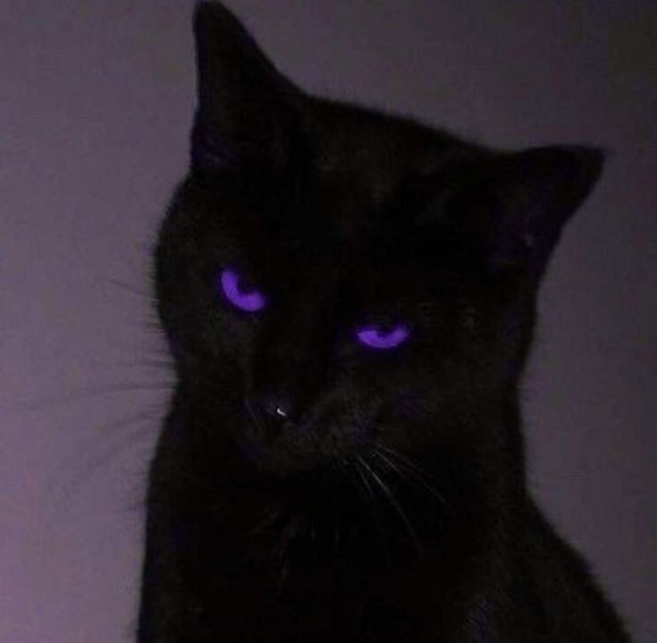 Animated Black Cat Pfp
