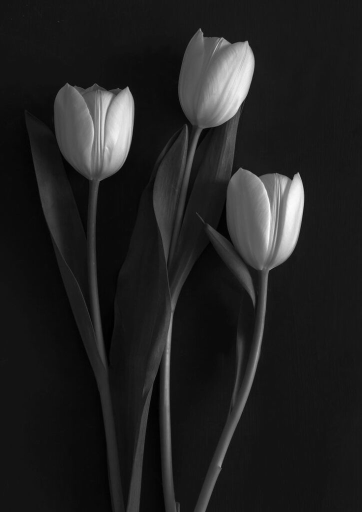 Background Black And White Flower