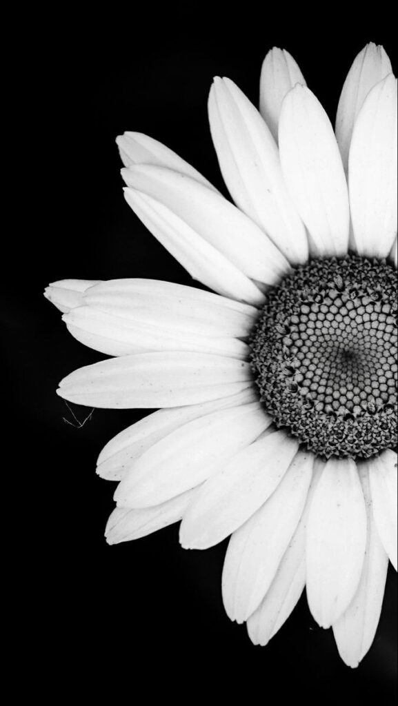 Black And White Flower Background Images