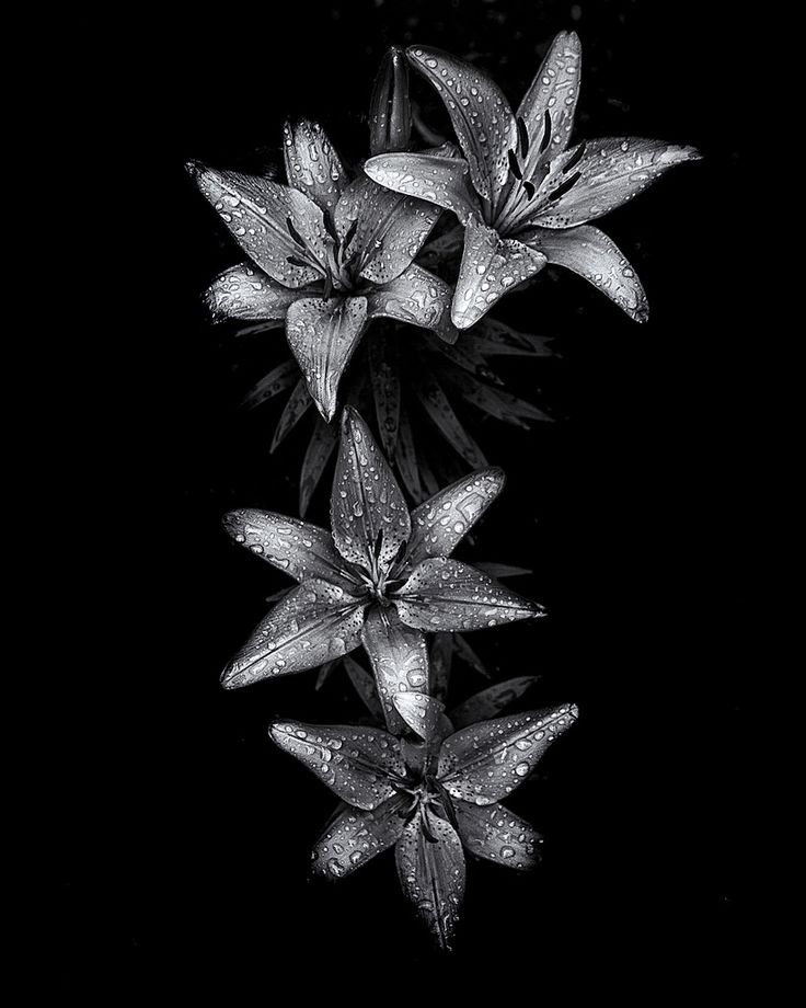 Black And White Flower Background Pictures