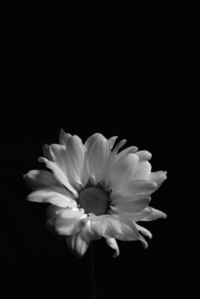 Black And White Flower Design Wallpaper Background 4 By 6