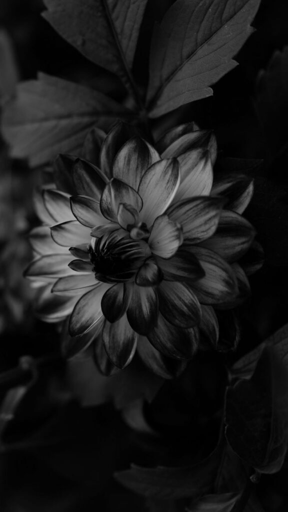 Black And White Flower Desktop Wallpaper