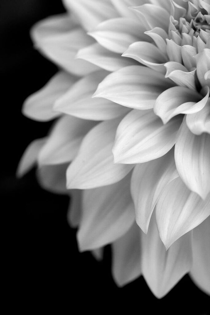 Black And White Flower Peel And Stick Wallpaper