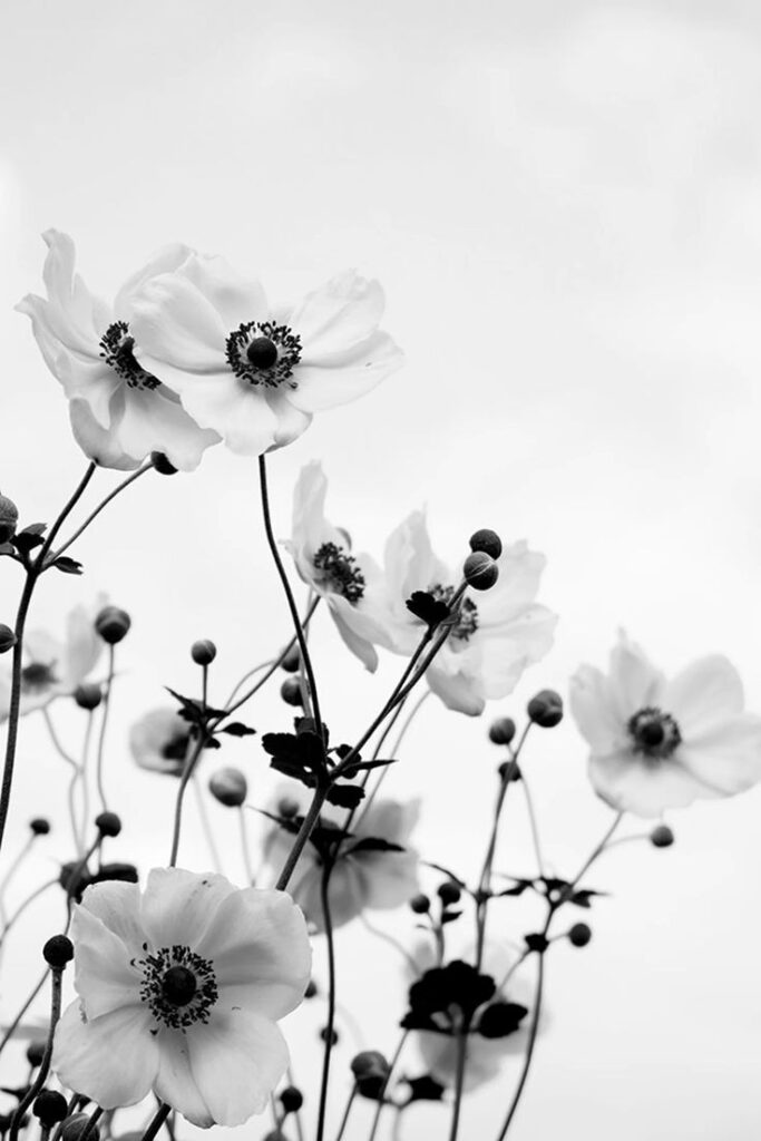 Black And White Flower Wallpaper Hd