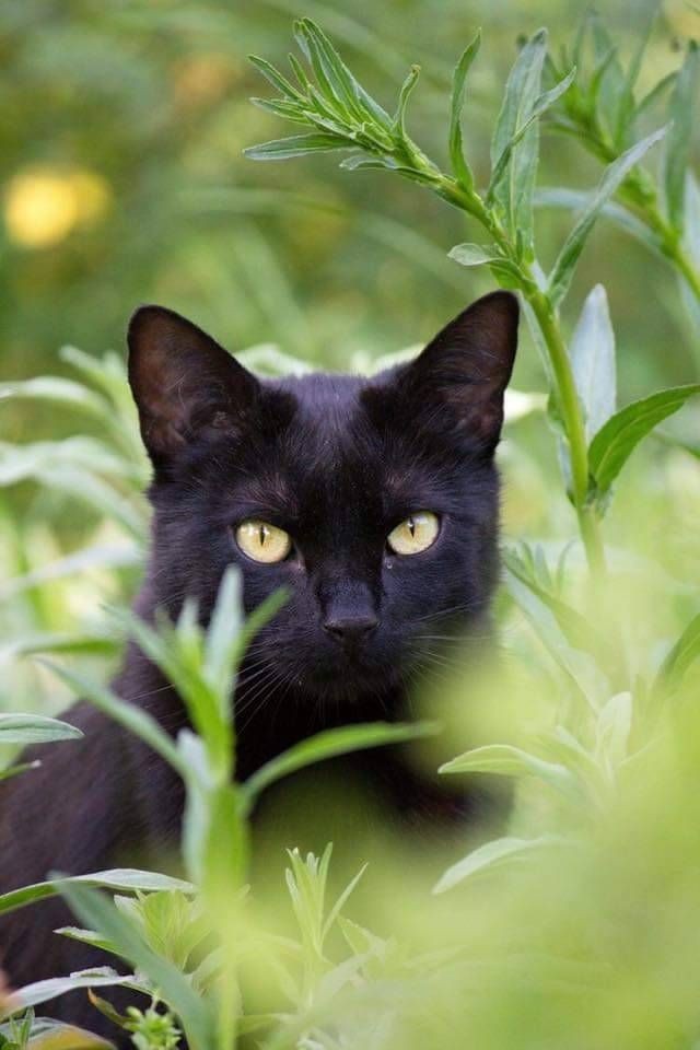 Black Cat Cute Pfp