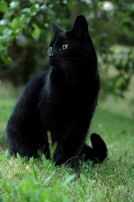 Black Cat Pfp Cute 4k Wallpaper Photos