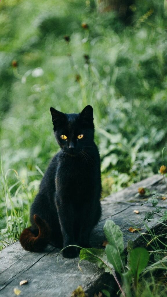 Black Cat Pfp Cute Dp Full Wallpaper
