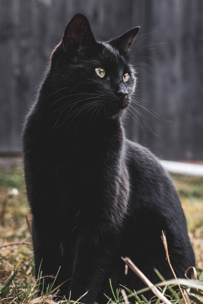 Black Cat Pfp Pinterest
