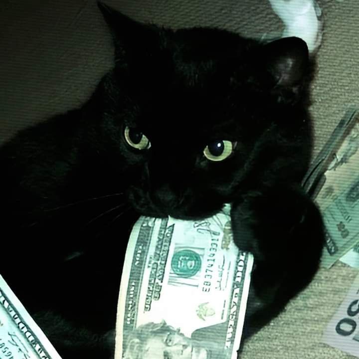 Black Cat Pfp Pinterest Download