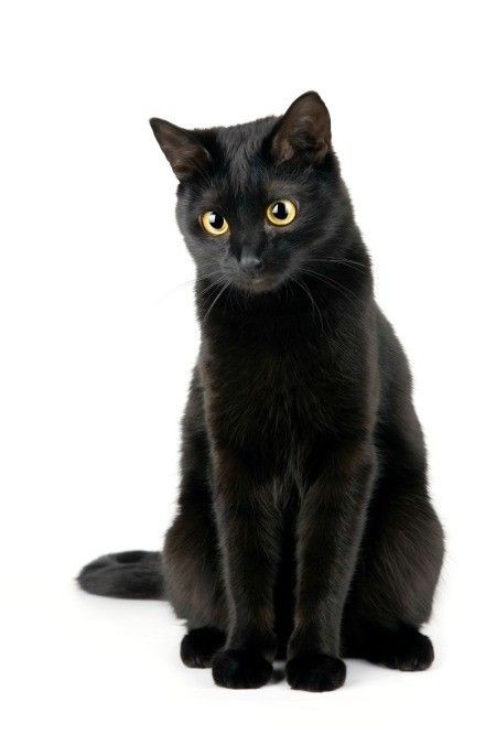 Black Cat Pfp