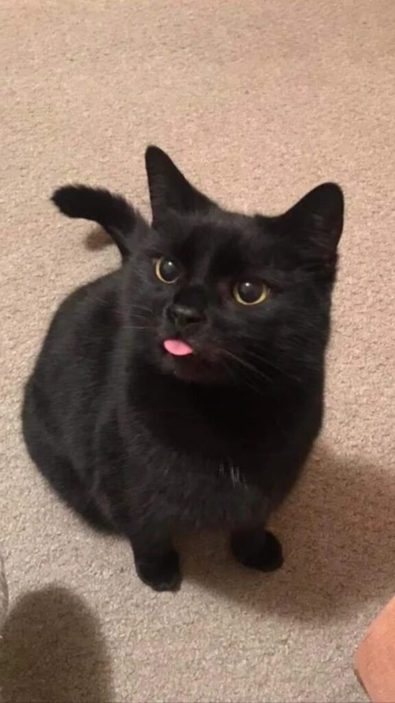 Black Pfp Cat