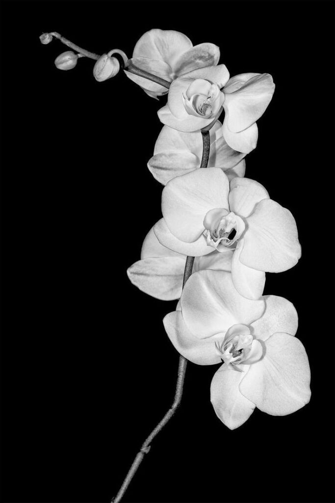 Flower Images Wallpapers Black And White