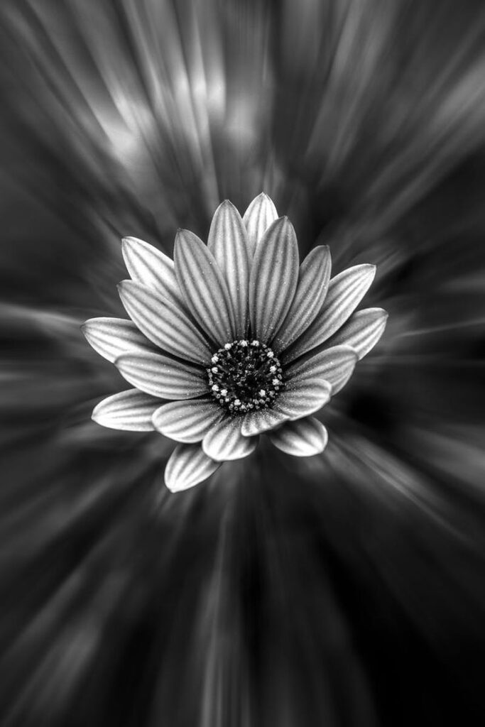 Flower Vector Background Black And White