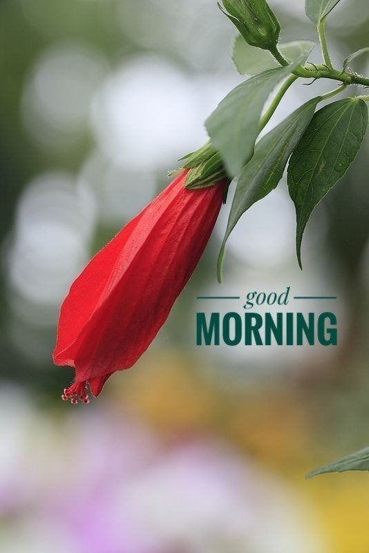 Good Morning Images Hd Free Download